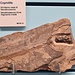 <b>Coprolite contenente ossa di Neusticosaurus.</b>