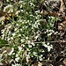 Arabidopsis thaliana (L.) Heynh.<br />Brassicaceae<br /><br />Arabetta comune <br /> Fausse arabette, Arabette de Thalius <br /> Schotenkresse, Schmalwand