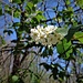 Prunus padus subsp. petraea (Tausch) Domin<br />Rosaceae<br /><br />Ciliegio a grappolo<br /> Merisier des rochers <br /> Felsen-Traubenkirsche