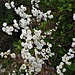 Spiraea prunifolia Siebold & Zucc.<br />Rosaceae<br /><br />Spirea prunifolia<br />Spirée prunifolie<br />Pflaumenblättiger Spierstrauch