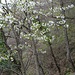 Am Weg immer wieder weisse Blüten
