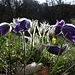 Berg-Anemonen (Pulsatilla montana) im Gegenlicht