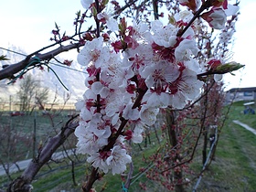 Aprilosenblüten