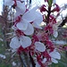 Aprikosenblüten: noch gibt es einige zum Bewundern