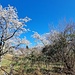 Blühende Kirchbäume nahe Monti della Costa