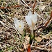 Krokus als Frühlingsboten am Urione