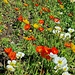Mohnblumen am Wege