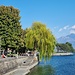 Ausladende Trauerweide an der Strandpromenade von Locarno 