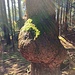 Kleinod im Bergweidliwald