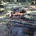 Erosion durch Quelle am Talhang, Fallholz lenkt die Fließrichtung des Wassers
