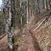 Der Steig zur Herrnalm führt anfangs im steilen Bergwald aufwärts.