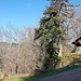 Die Waldhütte