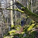 Im Gänsemarsch durch eine urige Landschaft