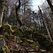 Steiler Wald