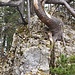 Abstieg vom Rinderberg - der Baum blockiert effektiv den Grat. Ich bin links unten durch und wäre fast zur Seite heruntergekippt...