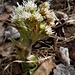 Petasites albus (L.) Gaertn.<br />Asteraceae<br /><br />Farfaraccio bianco <br />Pétasite blanc <br /> Weisse Pestwurz