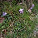 Soldanella alpina L.<br />Primulaceae<br /><br />Soldanella comune <br />Soldanelle des Alpes <br />Grosse Soldanelle, Grosses Alpenglöckchen