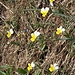 Viola tricolor L.<br />Violaceae<br /><br />Viola tricolore<br /> Pensée tricolore <br />Gewöhnliches Feld-Stiefmütterchen<br />