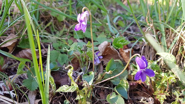 Die anderen Tourengänger sind nun im Scheuergraben, in dem Veilchen ...
Foto: Wimpy