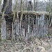 Einstiger Mühlteich, Reste einer Holzwand aus gespundeten Eichenbohlen