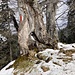 uriger Baum - mit Wegzeichen und Durchblick - auf dem Weg und Abstieg ...