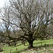 Der auffällig gewachsene Baum beim Hof von Combe Robin