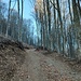 sentiero nel bosco