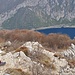 alla sella