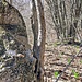 nel bosco