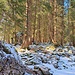 Ambiente in den Wäldern des Alpthals.