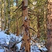 Totholz in den Wäldern des Alpthals.