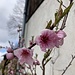 Pfirsichblüten am Hof Hindten 198 - oberhalb des Schulhauses Hindten