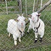 dort finden sich auch zutraulichere Tiere