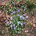 Viola riviniana Rchb.<br />Violaceae<br /><br />Viola di Rivinus <br />Violette de Rivinus, Violette à éperon clair <br />Hain-Veilchen
