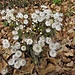Tussilago farfara L.<br />Asteraceae<br /><br />Tossilagine comune <br />Pas d'âne, Tussilage <br />Huflattich, Zytröseli
