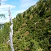 Zwischen Alpe und Bocchetta di Piatto - mit steigender Höhe ist der Erlenwald lichter