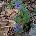 Viola reichenbachiana Boreau<br />Violaceae<br /><br />Viola silvestre <br />Violette des forêts <br />Wald-Veilchen