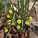 Tussilago farfara L.<br />Asteraceae<br /><br />Tossilagine comune<br />Pas d'âne, Tussilage<br />Huflattich, Zytröseli
