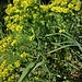 Euphorbia cyparissias L.<br />Euphorbiaceae<br /><br />Euforbia cipressina <br /> Euphorbe petit cyprès <br /> Zypressenblättrige Wolfsmilch