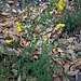 Cytisus scoparius (L.) Link<br />Fabaceae<br /><br />Citiso scopario <br />Genêt à balais, Cytise à balais <br />Besenginster