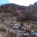 Wilderness senza alcuna traccia in discesa verso il Canalone del Rio Ancino