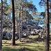 Im Wald bei Larchant.