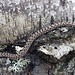 Eine Viper die ganz ruhig davonschleicht. Ein sehr schönes Exemplar, dieser selten anzutreffenden Tiere im Wald von Fontainebleau.