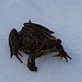 Kurz vor Tgant Pensa war der Froschkönig auf dem Schnee unterwegs.