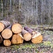Optimale Holzqualität