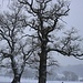 verästelt