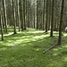 Im Kühberger Wald ist ein Stück des Waldes links und rechts vom Weg mit einem Moosteppich bedeckt