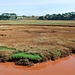 Otter Marshland
