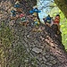 Eine Abordnung von Schlümpfen beäugt uns von einem Baum herab.