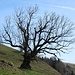 Ein alter Baum am Wegesrand trotzt Wind und Wetter.